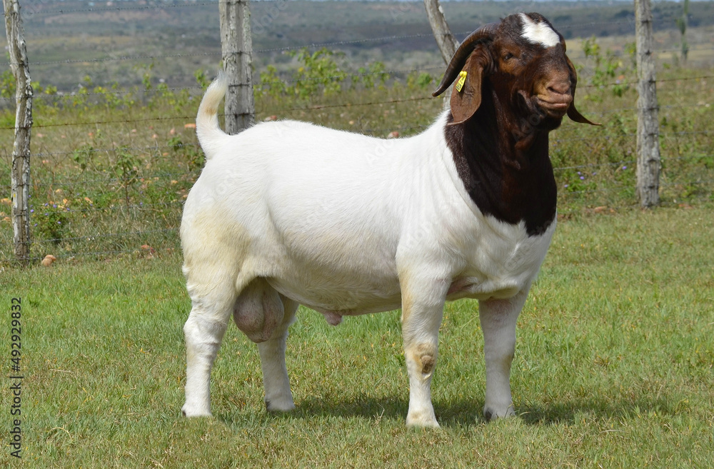 Boer Goat